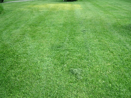 Natural Fertilizer: The Benefits of Grass Clippings