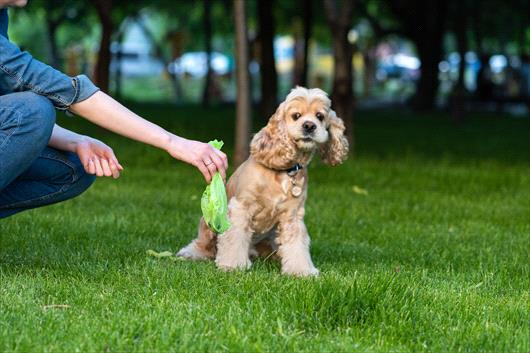 picking up dog poop on lawn